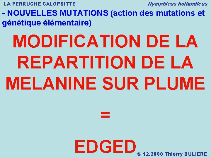 Nymphicus hollandicus LA PERRUCHE CALOPSITTE - NOUVELLES MUTATIONS (action des mutations et génétique élémentaire)