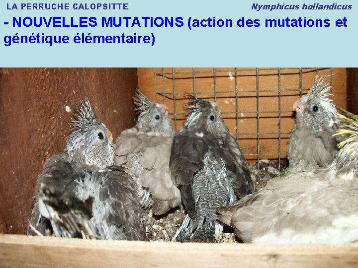 LA PERRUCHE CALOPSITTE Nymphicus hollandicus - NOUVELLES MUTATIONS (action des mutations et génétique élémentaire)