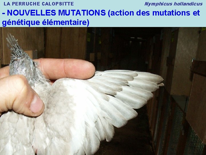 LA PERRUCHE CALOPSITTE Nymphicus hollandicus - NOUVELLES MUTATIONS (action des mutations et génétique élémentaire)