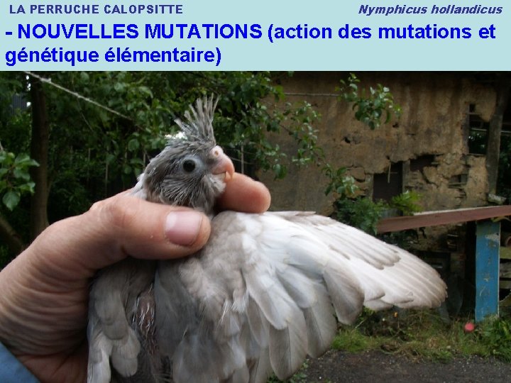 LA PERRUCHE CALOPSITTE Nymphicus hollandicus - NOUVELLES MUTATIONS (action des mutations et génétique élémentaire)