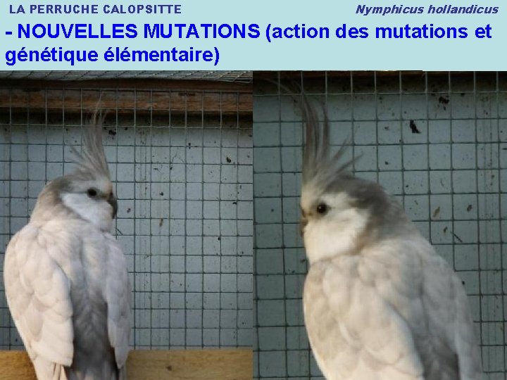 LA PERRUCHE CALOPSITTE Nymphicus hollandicus - NOUVELLES MUTATIONS (action des mutations et génétique élémentaire)