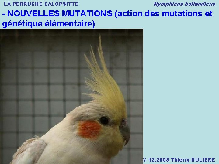 LA PERRUCHE CALOPSITTE Nymphicus hollandicus - NOUVELLES MUTATIONS (action des mutations et génétique élémentaire)