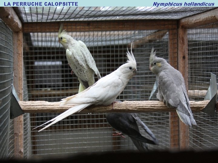 LA PERRUCHE CALOPSITTE Nymphicus hollandicus - NOUVELLES MUTATIONS (action des mutations et génétique élémentaire)