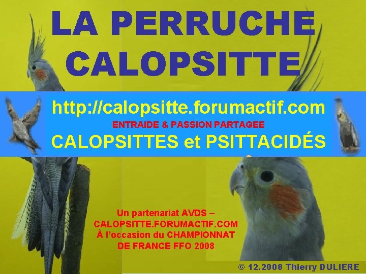 LA PERRUCHE CALOPSITTE http: //calopsitte. forumactif. com ENTRAIDE & PASSION PARTAGEE CALOPSITTES et PSITTACIDÉS