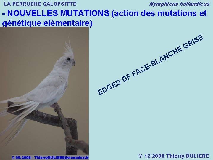 Nymphicus hollandicus LA PERRUCHE CALOPSITTE - NOUVELLES MUTATIONS (action des mutations et génétique élémentaire)