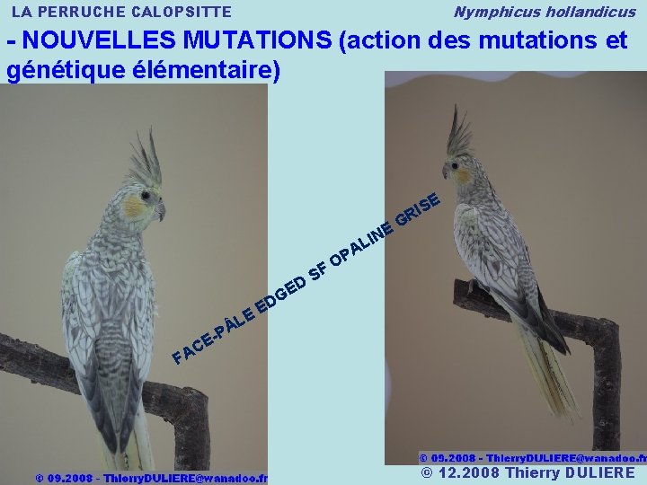 Nymphicus hollandicus LA PERRUCHE CALOPSITTE - NOUVELLES MUTATIONS (action des mutations et génétique élémentaire)