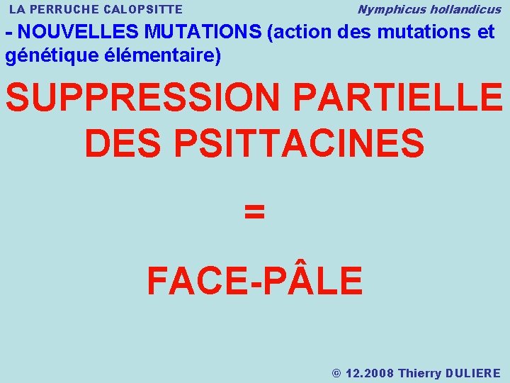 Nymphicus hollandicus LA PERRUCHE CALOPSITTE - NOUVELLES MUTATIONS (action des mutations et génétique élémentaire)