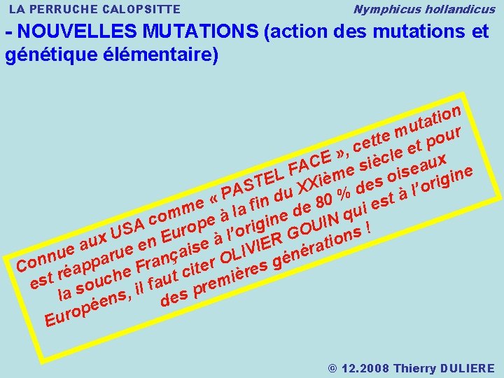 LA PERRUCHE CALOPSITTE Nymphicus hollandicus - NOUVELLES MUTATIONS (action des mutations et génétique élémentaire)