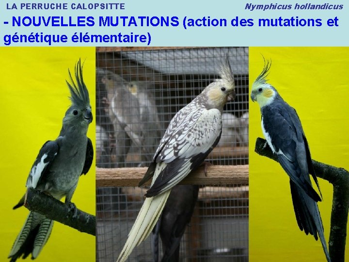 LA PERRUCHE CALOPSITTE Nymphicus hollandicus - NOUVELLES MUTATIONS (action des mutations et génétique élémentaire)