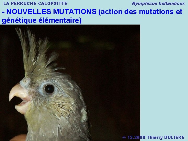 LA PERRUCHE CALOPSITTE Nymphicus hollandicus - NOUVELLES MUTATIONS (action des mutations et génétique élémentaire)