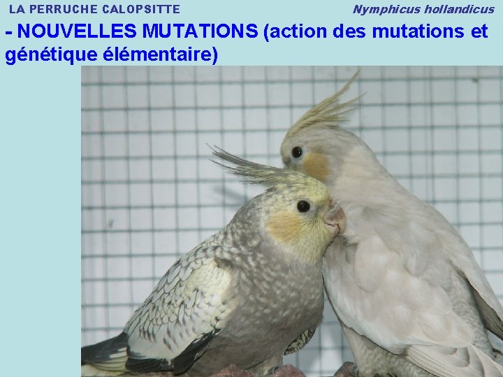 LA PERRUCHE CALOPSITTE Nymphicus hollandicus - NOUVELLES MUTATIONS (action des mutations et génétique élémentaire)