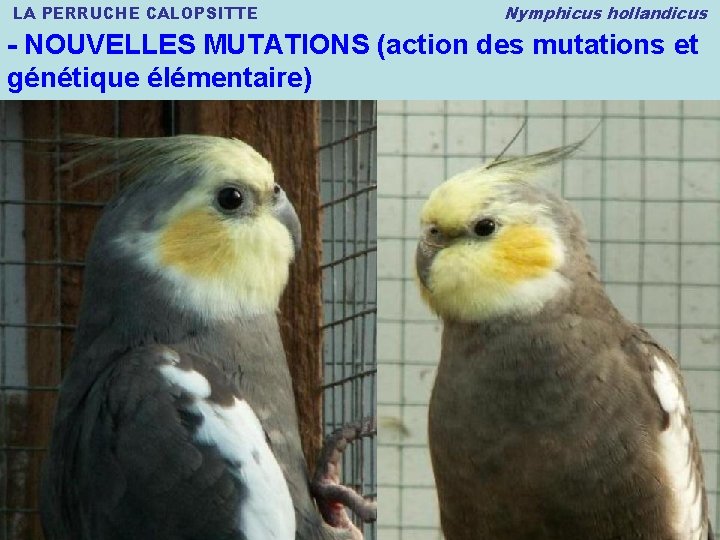 LA PERRUCHE CALOPSITTE Nymphicus hollandicus - NOUVELLES MUTATIONS (action des mutations et génétique élémentaire)