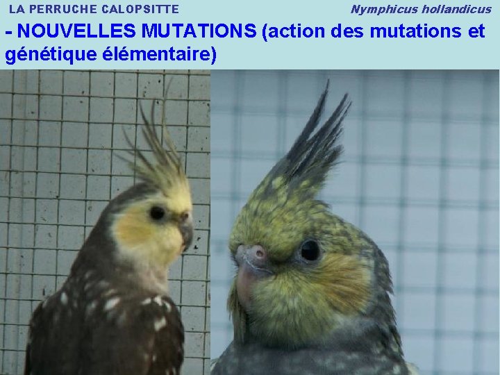 LA PERRUCHE CALOPSITTE Nymphicus hollandicus - NOUVELLES MUTATIONS (action des mutations et génétique élémentaire)