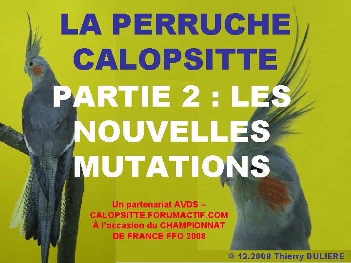 LA PERRUCHE CALOPSITTE PARTIE 2 : LES NOUVELLES MUTATIONS Un partenariat AVDS – CALOPSITTE.