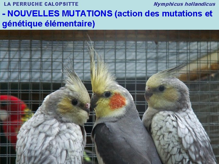 LA PERRUCHE CALOPSITTE Nymphicus hollandicus - NOUVELLES MUTATIONS (action des mutations et génétique élémentaire)