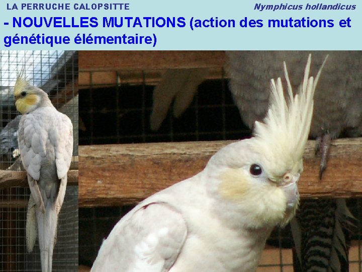 LA PERRUCHE CALOPSITTE Nymphicus hollandicus - NOUVELLES MUTATIONS (action des mutations et génétique élémentaire)