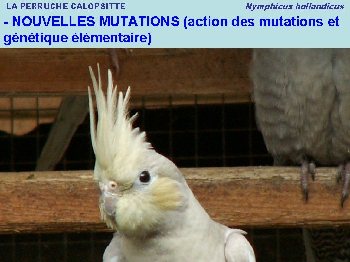 LA PERRUCHE CALOPSITTE Nymphicus hollandicus - NOUVELLES MUTATIONS (action des mutations et génétique élémentaire)