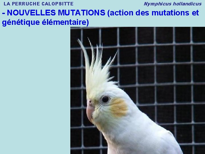 LA PERRUCHE CALOPSITTE Nymphicus hollandicus - NOUVELLES MUTATIONS (action des mutations et génétique élémentaire)