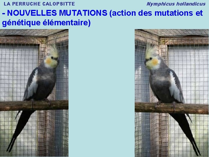 LA PERRUCHE CALOPSITTE Nymphicus hollandicus - NOUVELLES MUTATIONS (action des mutations et génétique élémentaire)