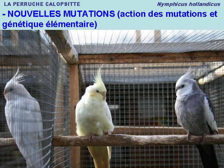 LA PERRUCHE CALOPSITTE Nymphicus hollandicus - NOUVELLES MUTATIONS (action des mutations et génétique élémentaire)