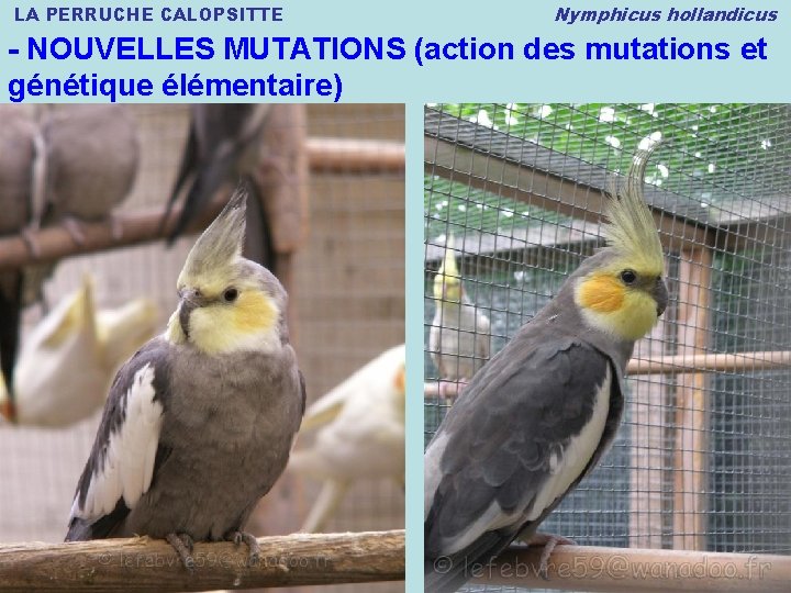 LA PERRUCHE CALOPSITTE Nymphicus hollandicus - NOUVELLES MUTATIONS (action des mutations et génétique élémentaire)