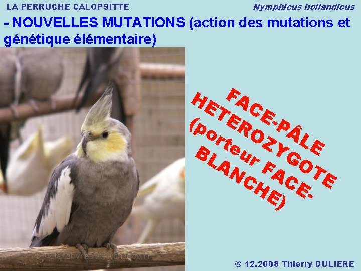 LA PERRUCHE CALOPSITTE Nymphicus hollandicus - NOUVELLES MUTATIONS (action des mutations et génétique élémentaire)