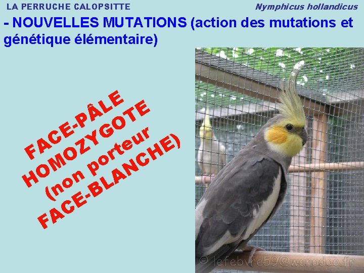 LA PERRUCHE CALOPSITTE Nymphicus hollandicus - NOUVELLES MUTATIONS (action des mutations et génétique élémentaire)