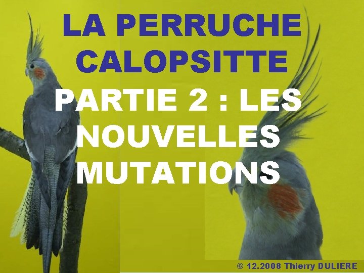 LA PERRUCHE CALOPSITTE PARTIE 2 : LES NOUVELLES MUTATIONS © 12. 2008 Thierry DULIERE