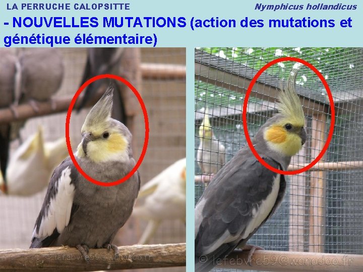 LA PERRUCHE CALOPSITTE Nymphicus hollandicus - NOUVELLES MUTATIONS (action des mutations et génétique élémentaire)