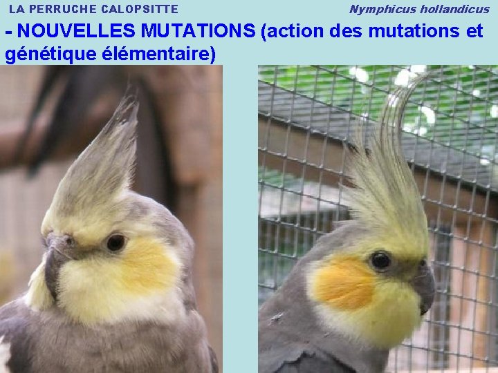 LA PERRUCHE CALOPSITTE Nymphicus hollandicus - NOUVELLES MUTATIONS (action des mutations et génétique élémentaire)