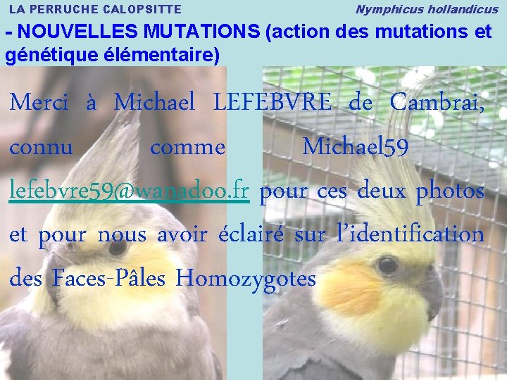 LA PERRUCHE CALOPSITTE Nymphicus hollandicus - NOUVELLES MUTATIONS (action des mutations et génétique élémentaire)