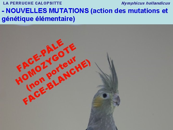 LA PERRUCHE CALOPSITTE Nymphicus hollandicus - NOUVELLES MUTATIONS (action des mutations et génétique élémentaire)