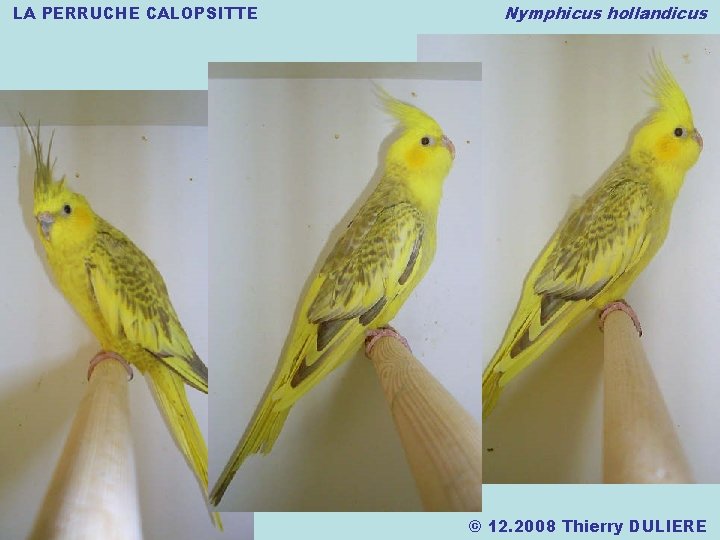 LA PERRUCHE CALOPSITTE Nymphicus hollandicus © 12. 2008 Thierry DULIERE 