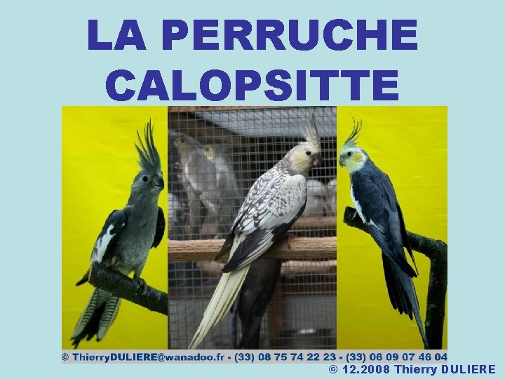 LA PERRUCHE CALOPSITTE © 12. 2008 Thierry DULIERE 