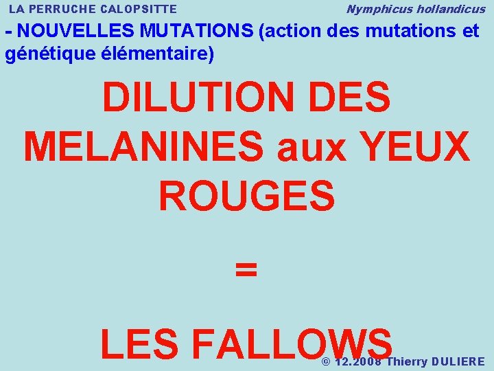 Nymphicus hollandicus LA PERRUCHE CALOPSITTE - NOUVELLES MUTATIONS (action des mutations et génétique élémentaire)