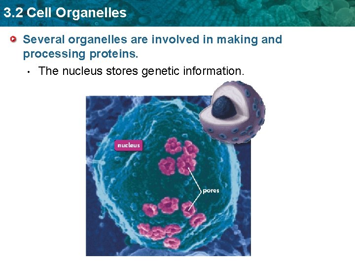 3. 2 Cell Organelles Several organelles are involved in making and processing proteins. •