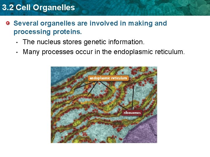 3. 2 Cell Organelles Several organelles are involved in making and processing proteins. •