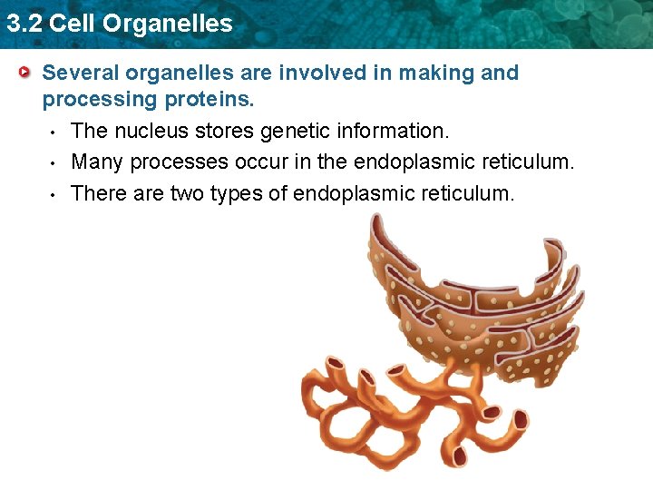 3. 2 Cell Organelles Several organelles are involved in making and processing proteins. •