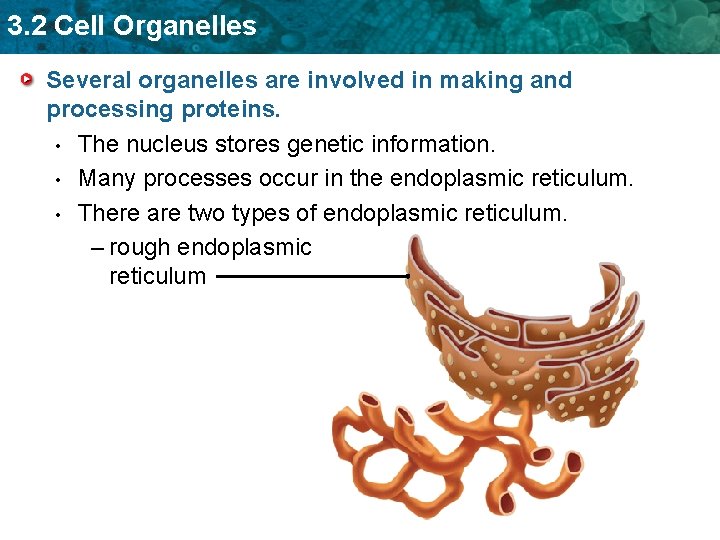 3. 2 Cell Organelles Several organelles are involved in making and processing proteins. •