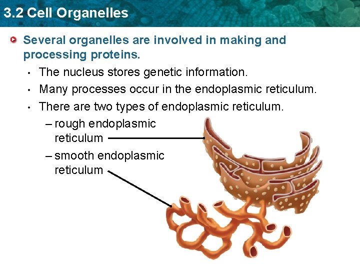 3. 2 Cell Organelles Several organelles are involved in making and processing proteins. •