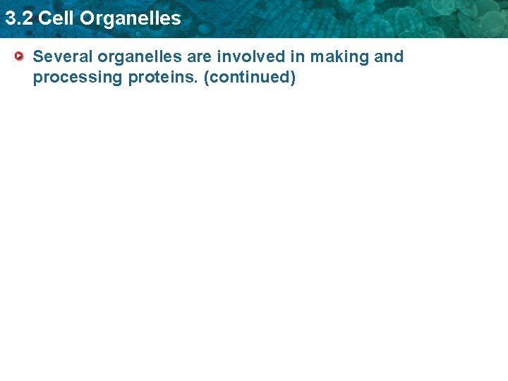 3. 2 Cell Organelles Several organelles are involved in making and processing proteins. (continued)