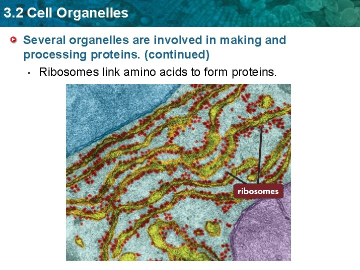 3. 2 Cell Organelles Several organelles are involved in making and processing proteins. (continued)