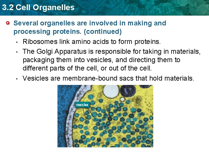 3. 2 Cell Organelles Several organelles are involved in making and processing proteins. (continued)