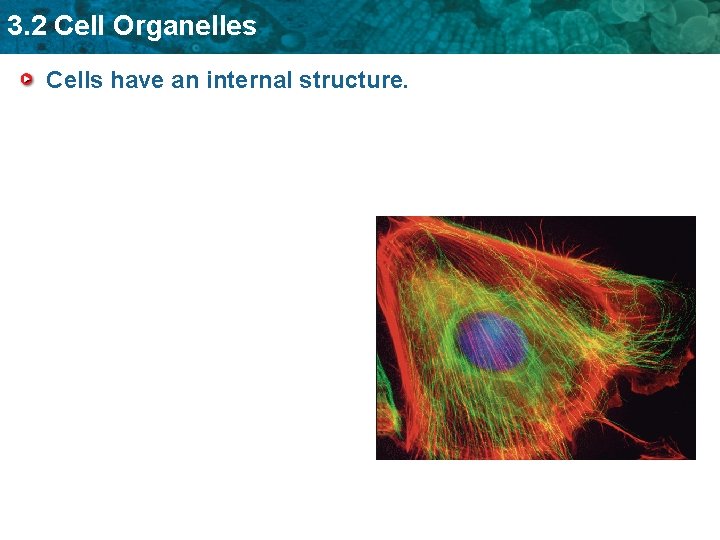 3. 2 Cell Organelles Cells have an internal structure. 