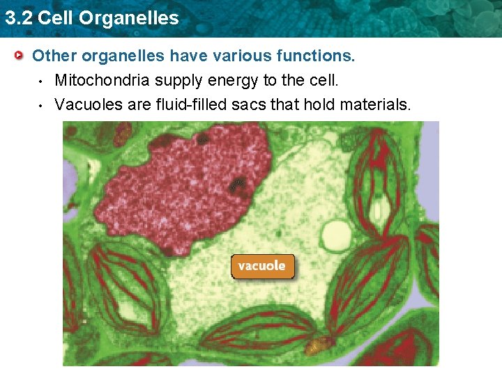 3. 2 Cell Organelles Other organelles have various functions. • Mitochondria supply energy to