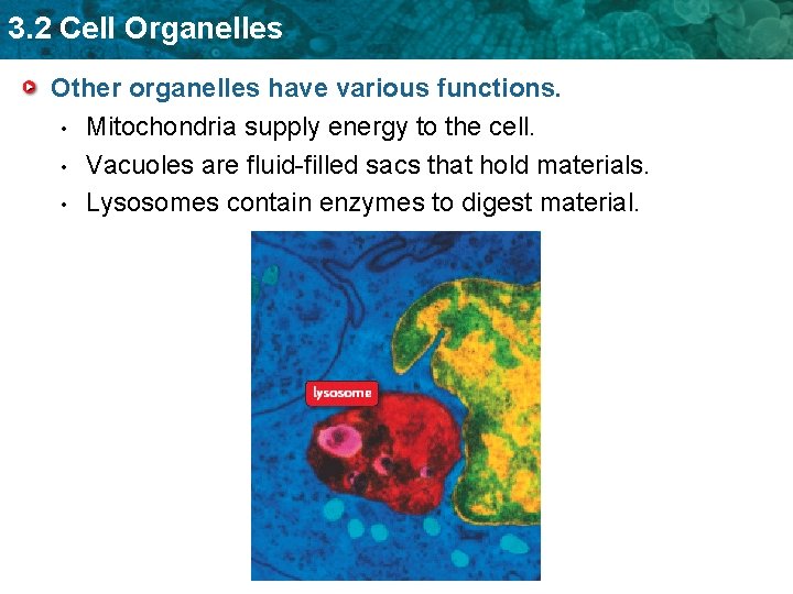 3. 2 Cell Organelles Other organelles have various functions. • Mitochondria supply energy to