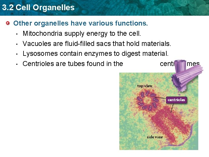 3. 2 Cell Organelles Other organelles have various functions. • Mitochondria supply energy to