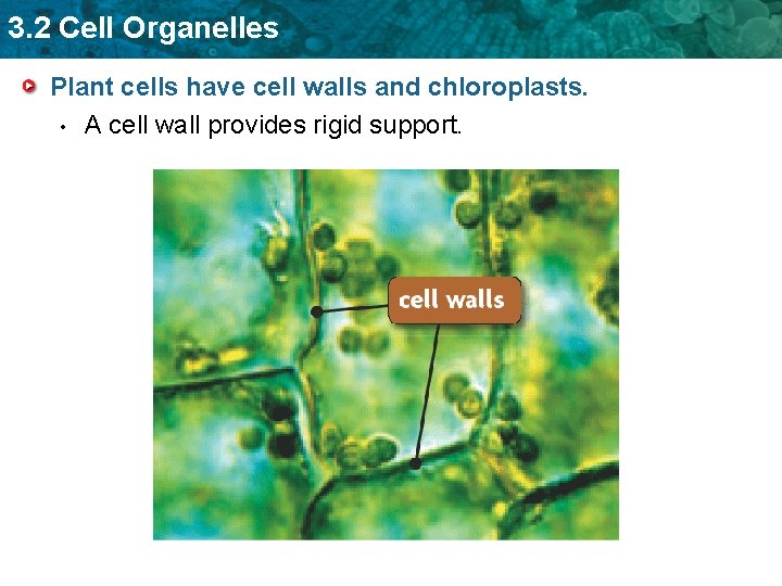 3. 2 Cell Organelles Plant cells have cell walls and chloroplasts. • A cell