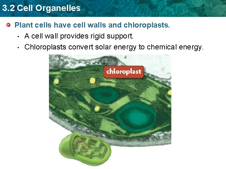 3. 2 Cell Organelles Plant cells have cell walls and chloroplasts. • A cell