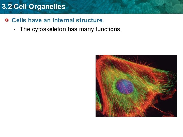 3. 2 Cell Organelles Cells have an internal structure. • The cytoskeleton has many